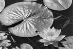 Lily Pad Photo
